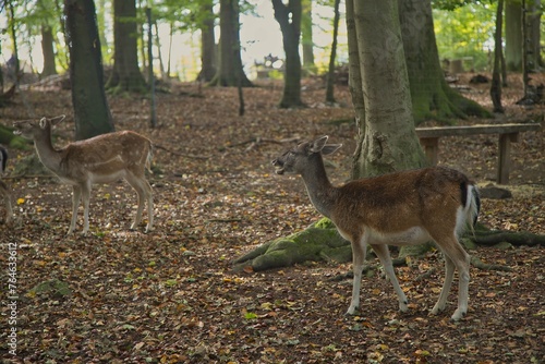Tiere im Wildpark Ostharz bei Aschersleben photo
