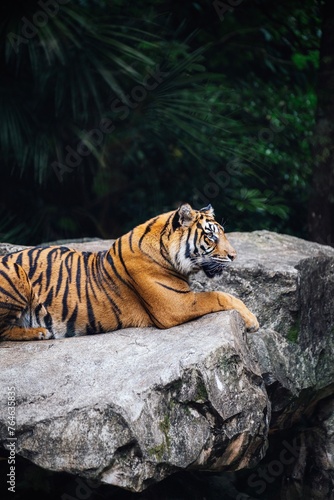 Bengal tiger resting on rock near lush greenery at a zoo