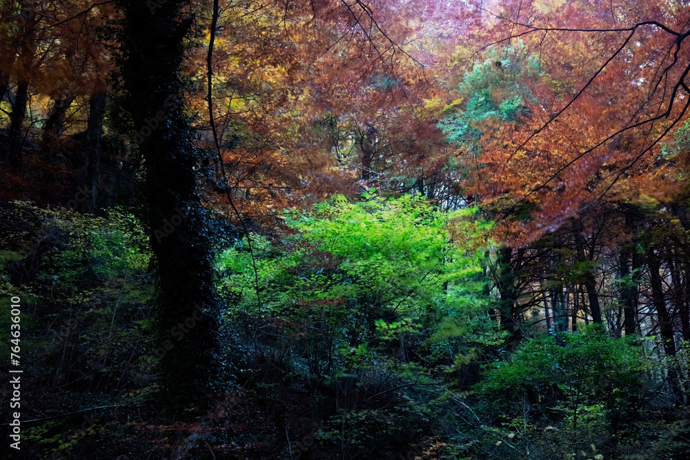 Autumn hues in Urederra river at Urbasa beech forest Autumn hues in Urederra river at Urbasa beech forest