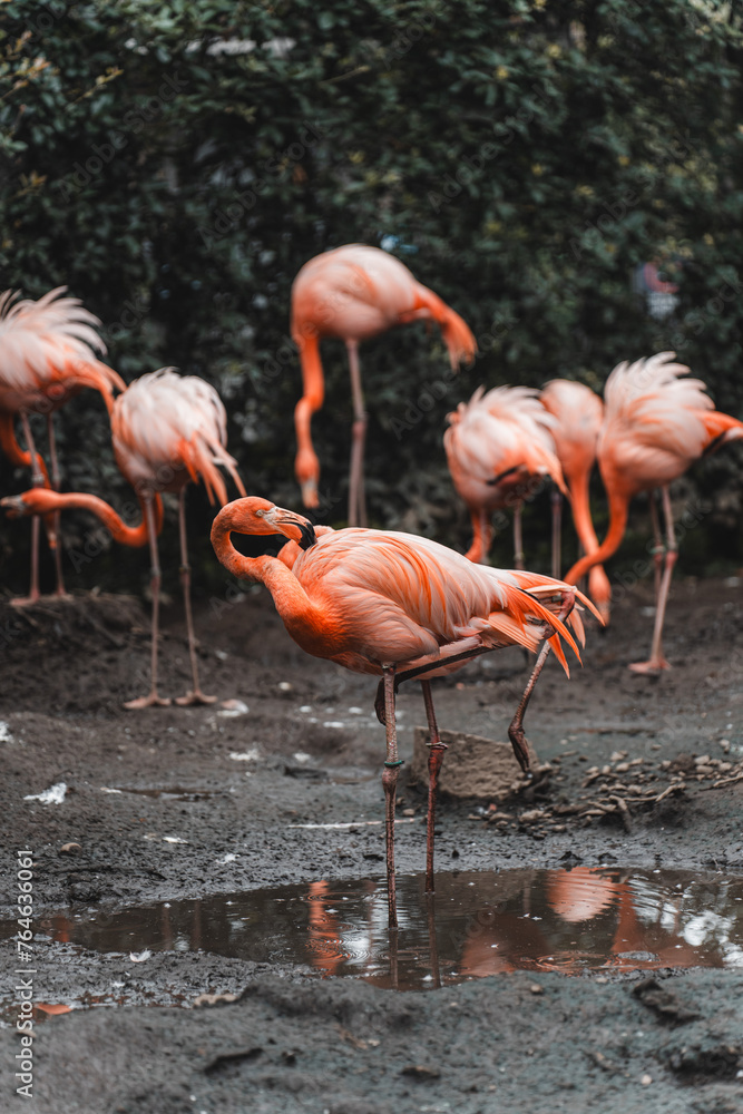 Vertical of flamingos gathered near muddy pond's edge at a zoo Vertical of flamingos gathered near muddy pond's edge at a zoo