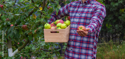 a male farmer holds a box of apples in his hands. Selective focus © Anna