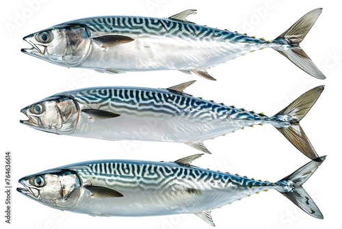 Collection of 3 Mackerel fish In different view isolated on white background PNG 