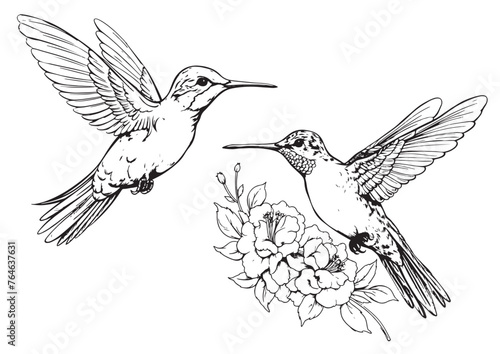 Hand drawn humming birds isolated on white. Monochrome flying hummingbirds set. Front and side view colibri flight. Vector sketch.