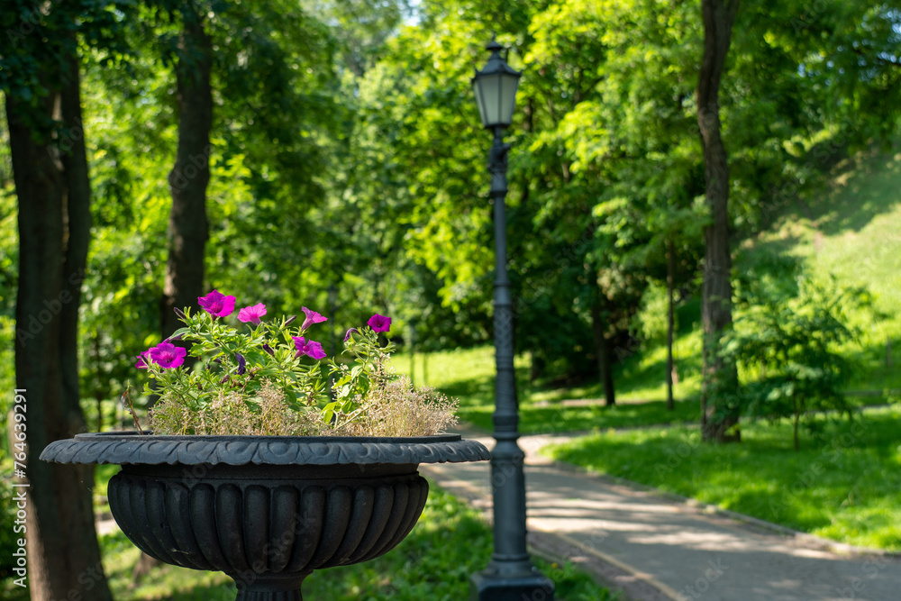Metal flower bed with pink petunia flowers in Volodymyrska Hill or Saint Volodymyr Hill in spring or summer. Green Park is located in Kyiv, Ukraine, where people can walk and rest.