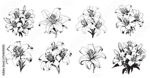 Set of lilies sketch hand drawn in doodle style Vector illustration #764640015