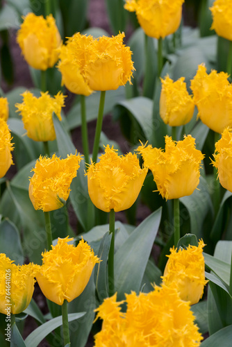 tulip fringed yellow valery with green leaves photo