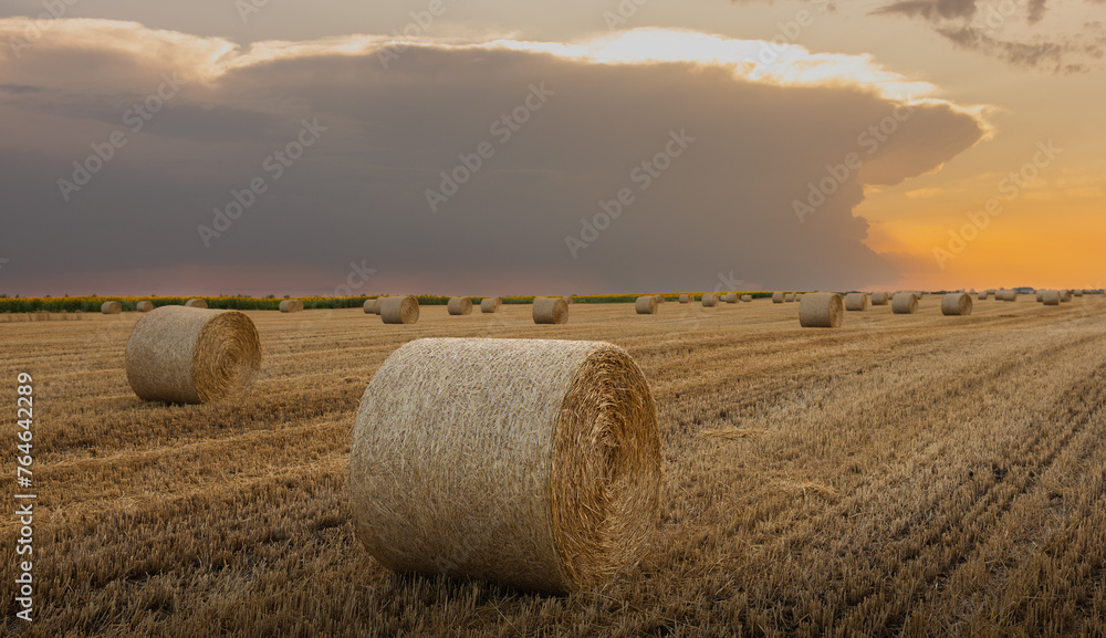 Hay bales in golden field at sunset.