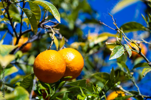 Reife Orangen am Baum mit Blätter in Valencia Spanien