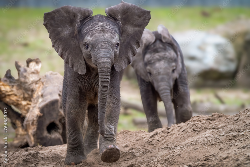Fototapeta premium Young African elephants playing around