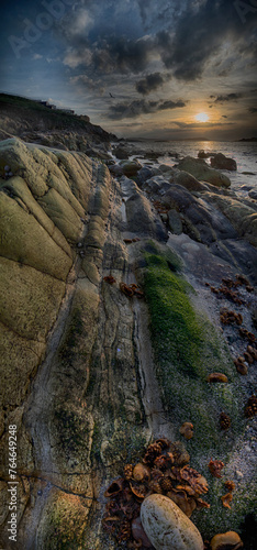 Seabed with moss and algae during low tide at sunset
