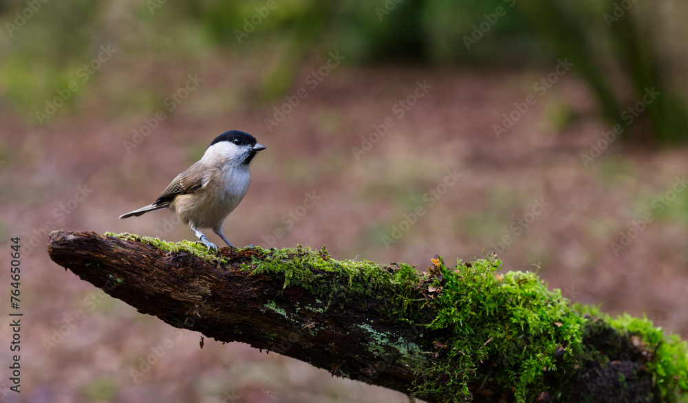 Branch with moss