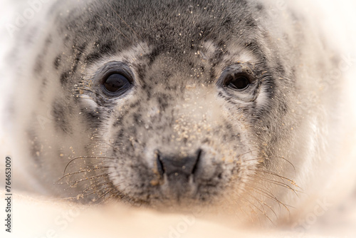 Close up head shot of a young Grey Seal. © Wirestock