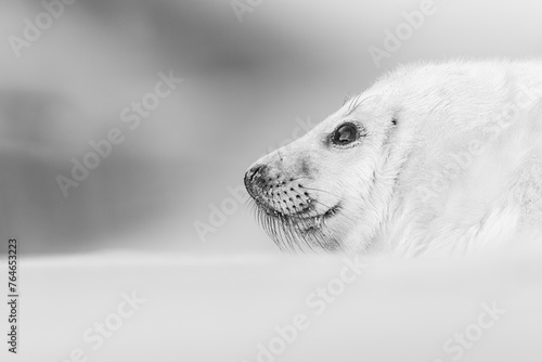 Grayscale shot a seal resting on snowy ground photo