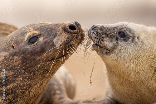 Grey Seal pup and mum on the beach in Norfolk, UK. © Wirestock