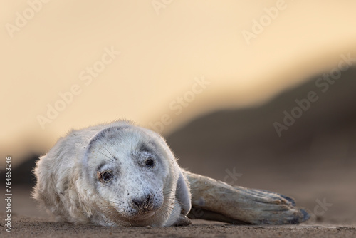 Grey Seal pup on the beach at sunrise, Norfolk, UK.