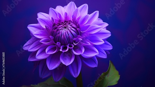 Gorgeous purple bloom of the pompon dahlia