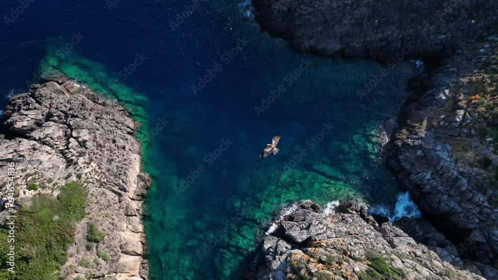 Bird of prey flying over crystal clear waters and cliff Bird of prey flying over crystal clear waters and cliff