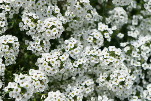 Des petites fleurs blanches