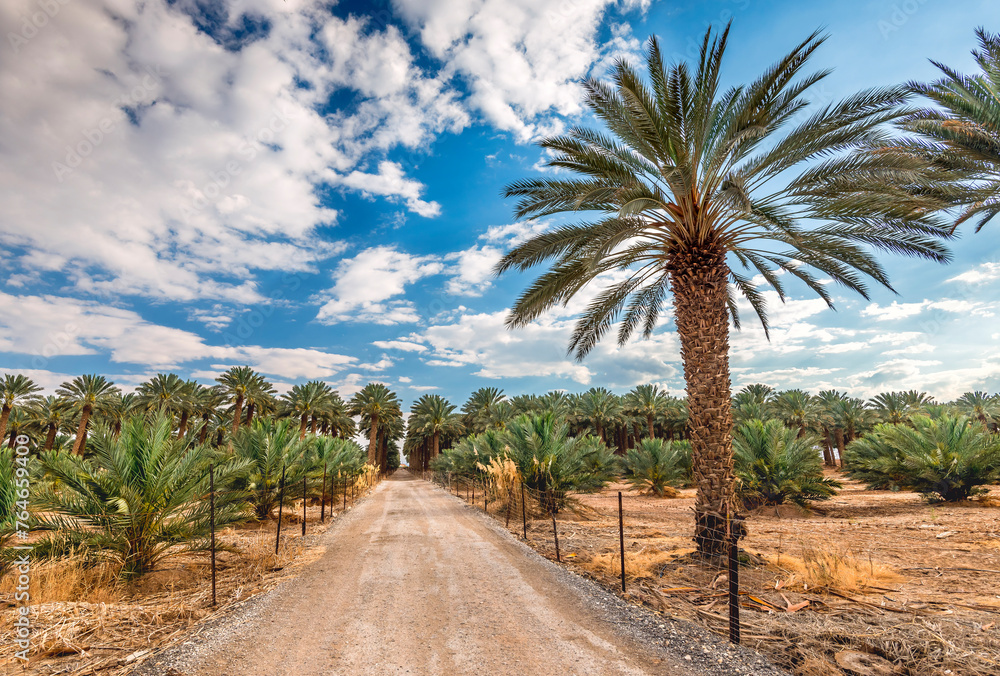 Plantations of date palms for healthy food production. Date palm is iconic ancient plant and famous food crop in the Middle East and North Africa, it has been cultivated for 5000 years Plantations of date palms for healthy food production. Date palm is iconic ancient plant and famous food crop in the Middle East and North Africa, it has been cultivated for 5000 years