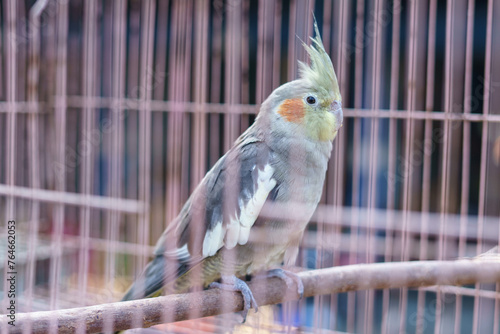Australian cockatiel bird (Nymphicus hollandicus) perching inside a cage for sale in animal market