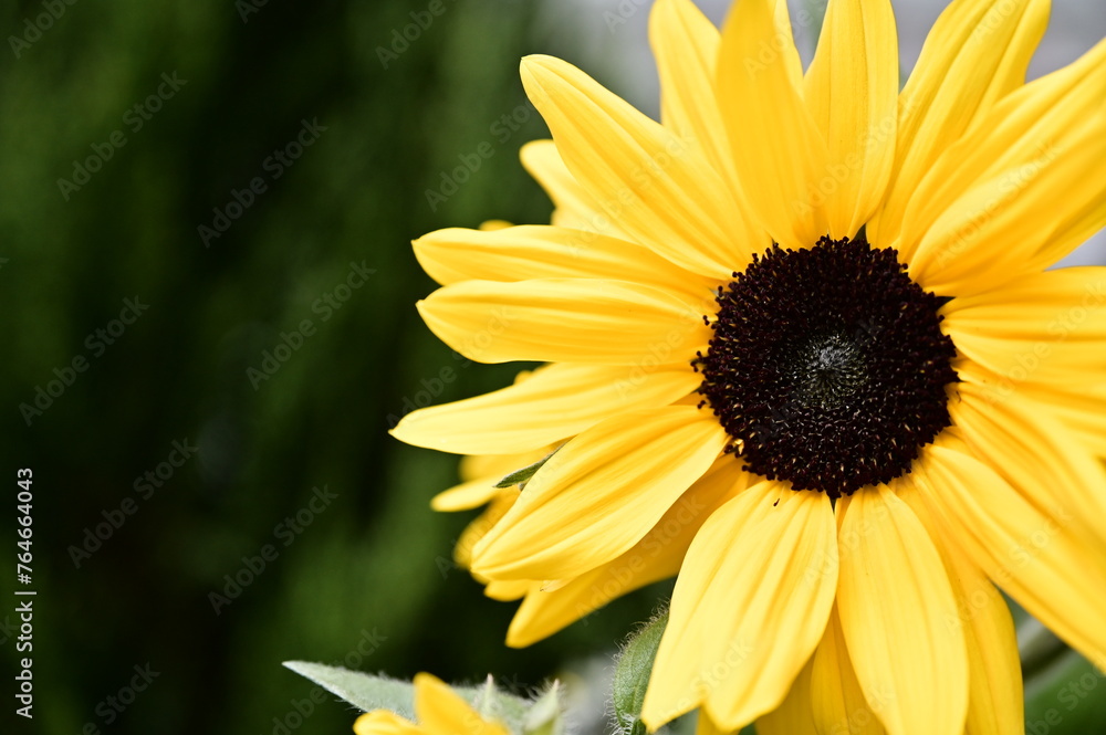 Close-up of a sunflower. Sunflowers, known as Close-up of a sunflower. Sunflowers, known as