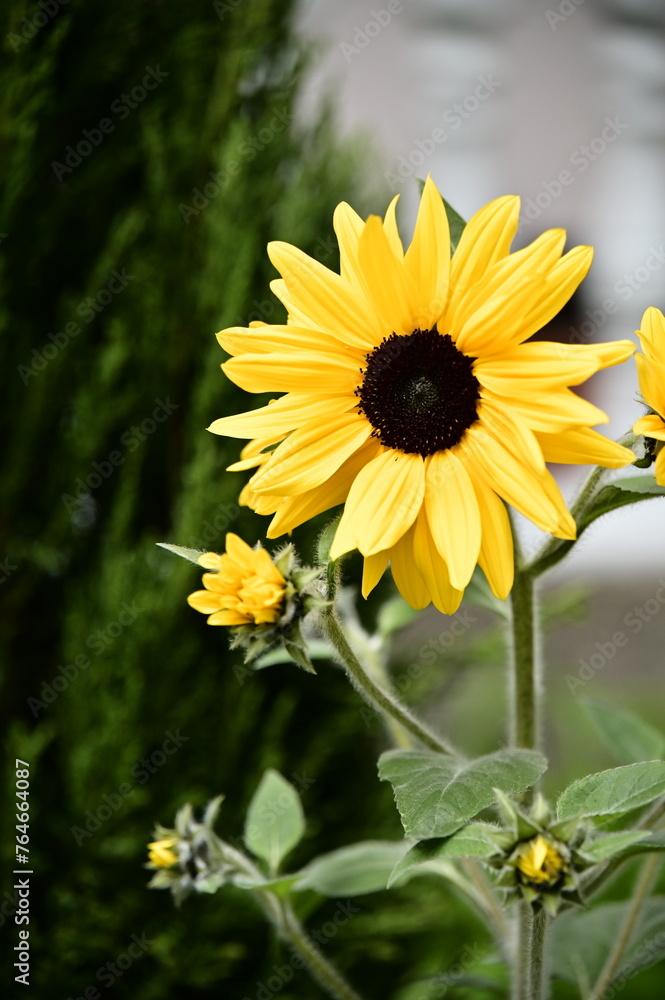 Close-up of a sunflower. Sunflowers, known as Close-up of a sunflower. Sunflowers, known as