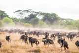 The Great Migration: A Sea of Wildebeests Roaming the Savannah, Serengeti, Tanzania, Africa
