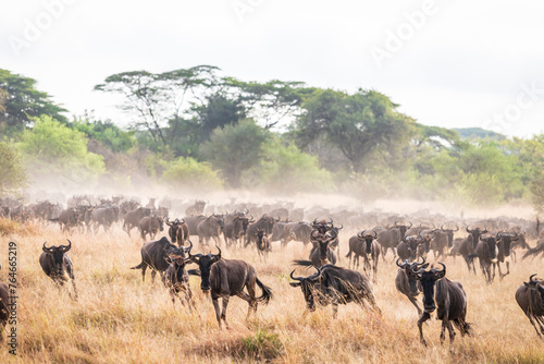 Fototapeta Naklejka Na Ścianę i Meble -  The Great Migration: A Sea of Wildebeests Roaming the Savannah, Serengeti, Tanzania, Africa