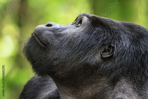 A Sliverback Mountain Gorilla Gazing Skyward in Bwindi Impenetrable National Park Uganda, African