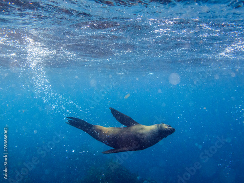 Graceful Encounter: A Cape Fur Seal in False Bay’s Crystal Waters © Bossa Art