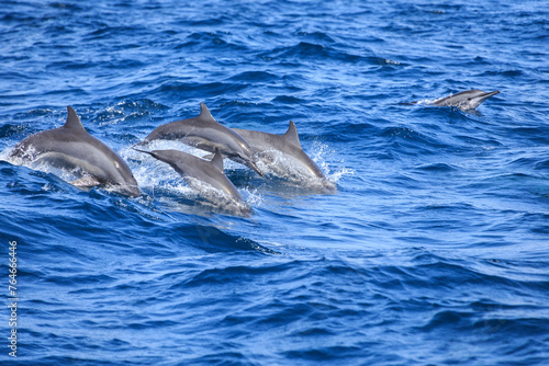 Dolphins’ Dance on the Sapphire Waves of Sri Lanka © Bossa Art