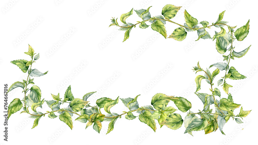 Board with stem of nettle watercolor isolated on white. Illustration of the medicinal plant Urticaria dioica. Frame of stinging plant with green leaves hand drawn. For label, packaging, apothecary Board with stem of nettle watercolor isolated on white. Illustration of the medicinal plant Urticaria dioica. Frame of stinging plant with green leaves hand drawn. For label, packaging, apothecary