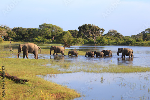 Billede på lærred A Peaceful Gathering: Elephant Family Getting Out of a Lake at Yala National Par