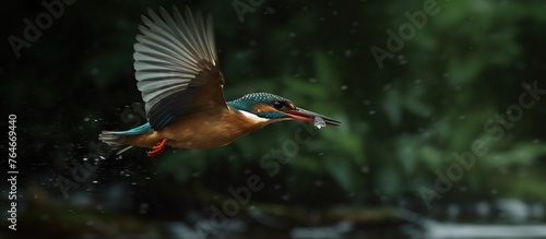 Kingfisher Alcedo usually flies with fish © ismodin