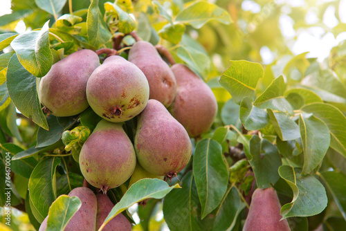 Ripe organic cultivar pears in the summer garden.