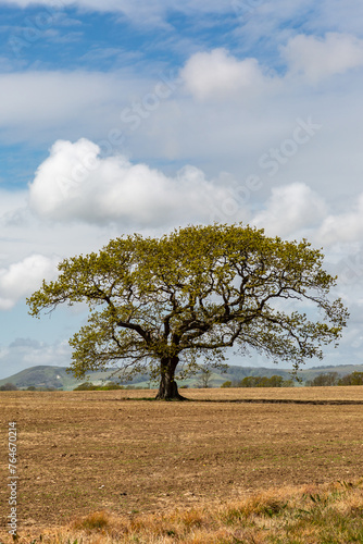A tree in an agricultural field in Sussex, on a sunny spring day
