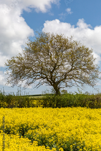 A tree behind a field of rapeseed growing in springtime