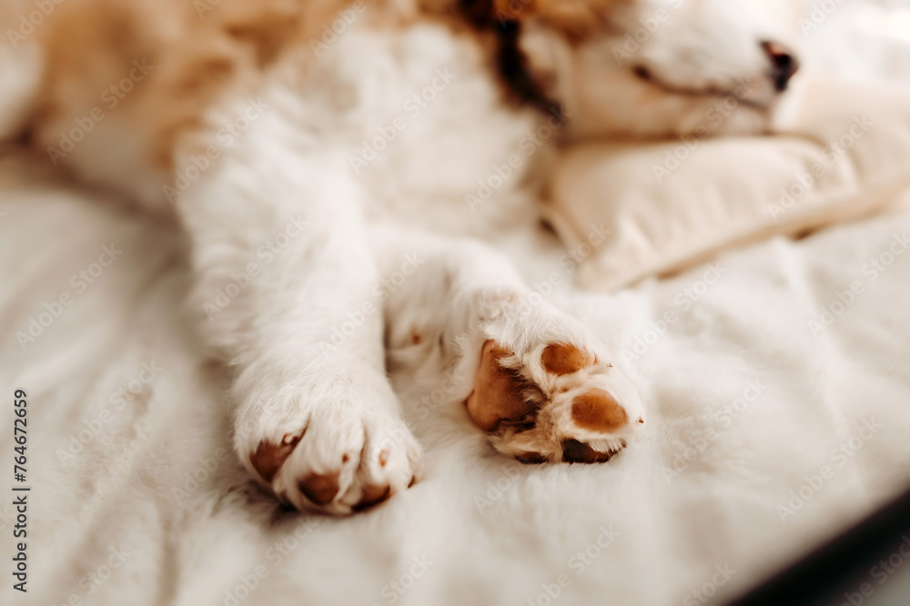 Closeup of an Aussie Goldendoodle puppy sleeping on bed Closeup of an Aussie Goldendoodle puppy sleeping on bed