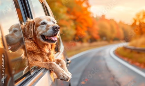 Cute dog goes on a trip by car with suitcases. Concept tourism, vacation.