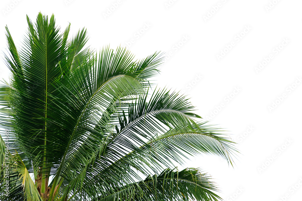 Coconut leaves isolated on white background, Green Coconut leaf