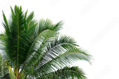 Coconut leaves isolated on white background  Green Coconut leaf