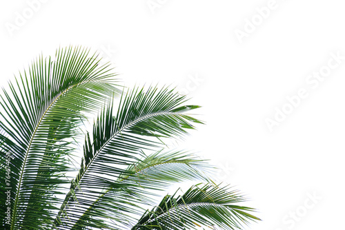 Coconut leaves isolated on white background, Green Coconut leaf