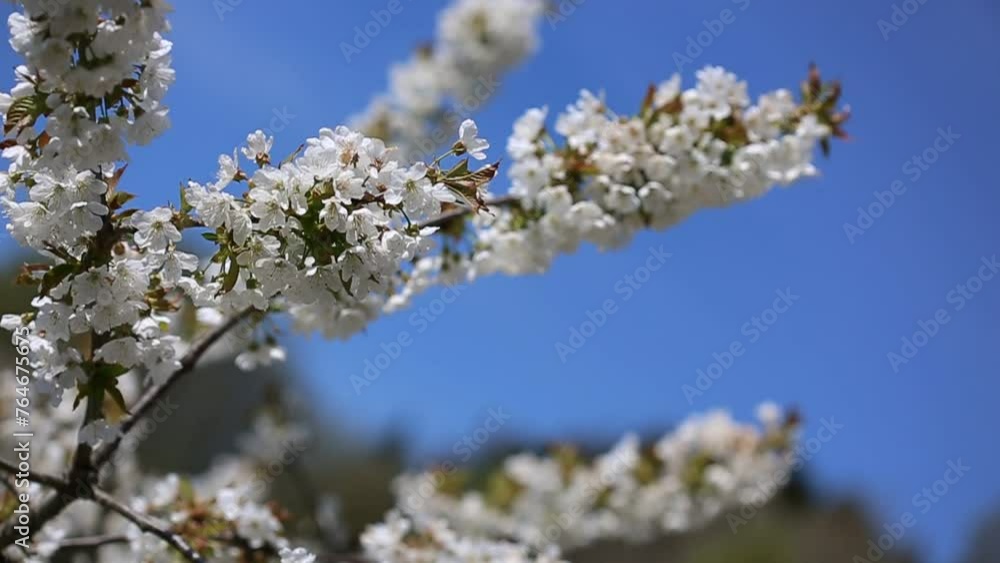 White cherry flowers isolated on blur sky background. White cherry flowers isolated on blur sky background.