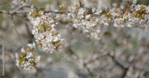 Macro shot of white cherry flowers isolated on blur sky background.