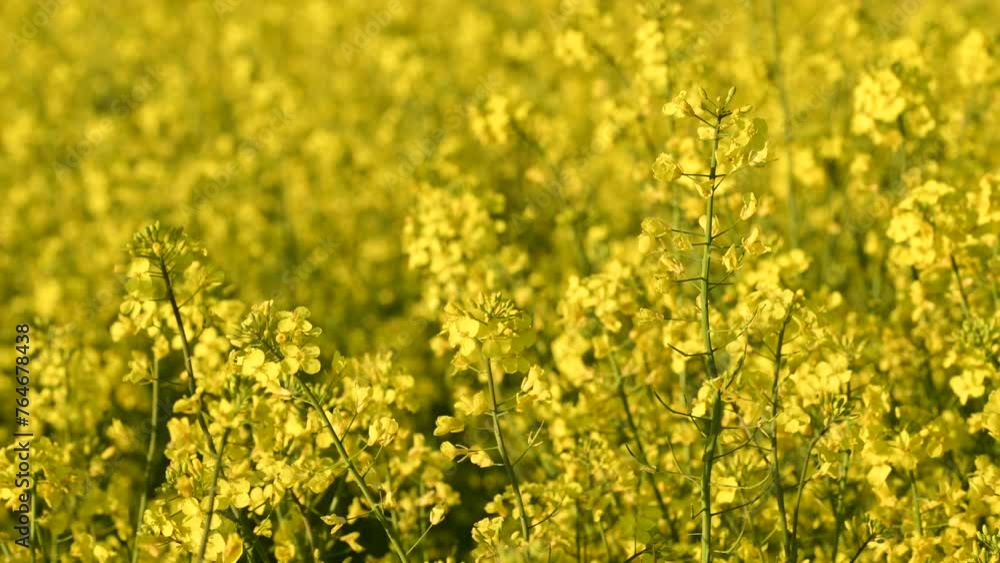 Yellow rapeseed field with swaying flowers. Yellow rapeseed field with swaying flowers.