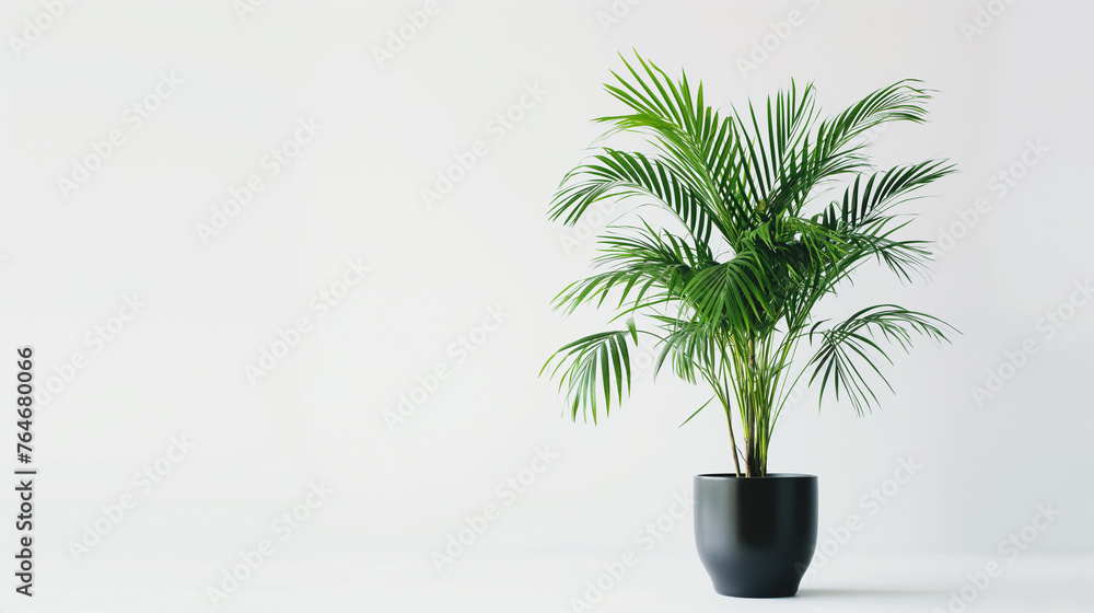 fancy decorative green plant on white background fancy decorative green plant on white background