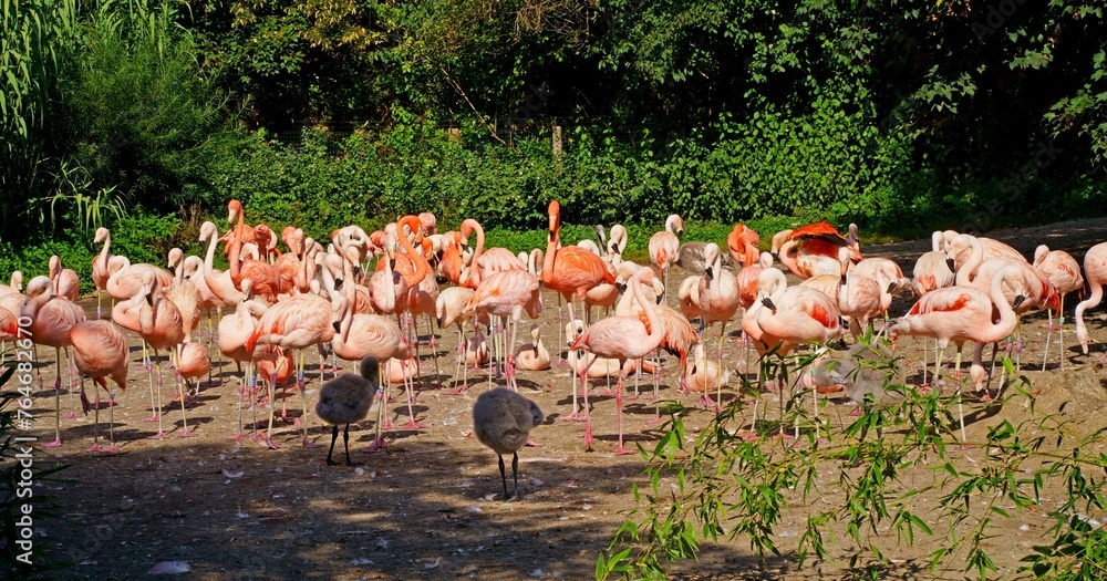 Obraz premium Czech Republic. Prague. Zoo. Pink flamingos at the zoo. Flock of Pink Caribbean flamingos in a clearing in the garden