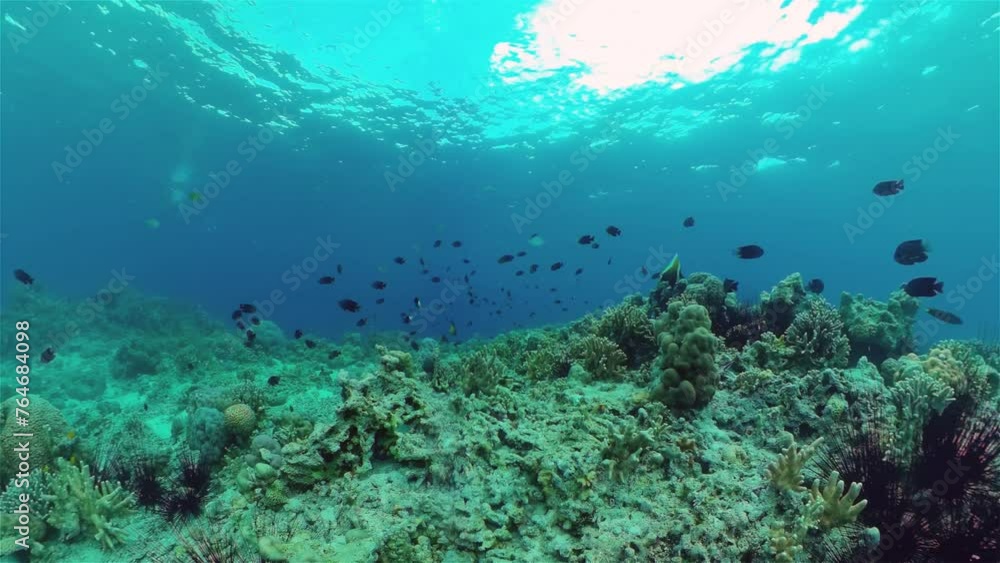 Tropical coral reef seascape with fishes, hard and soft corals. Tropical coral reef seascape with fishes, hard and soft corals.