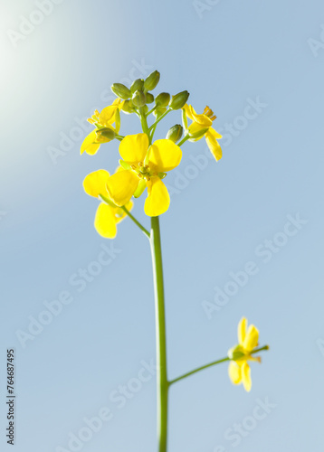 Wild yellow flowering herb