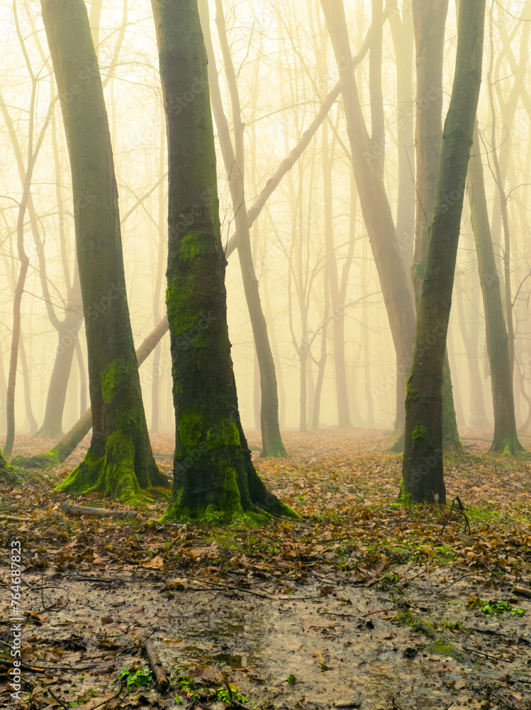 Fairy autumn forest in thick fog. Magical landscape. Mysterious woods in the morning. Bare trees in the park.